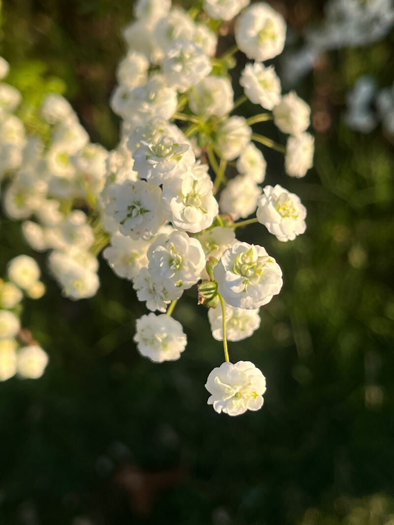 Bridalwreath spirea in bloom